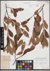 Foto von Salix cinerea L.